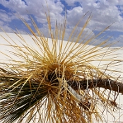White Sands 07